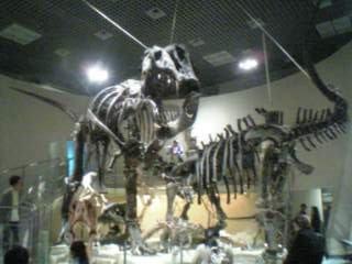 恐竜の骨